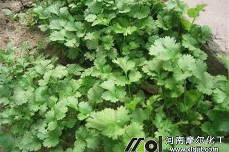 怎么能让香菜快速变绿发亮？生长的更好一些