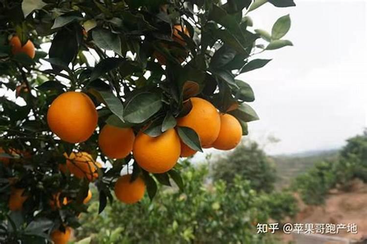 樱桃树抹白石灰什么时候抹