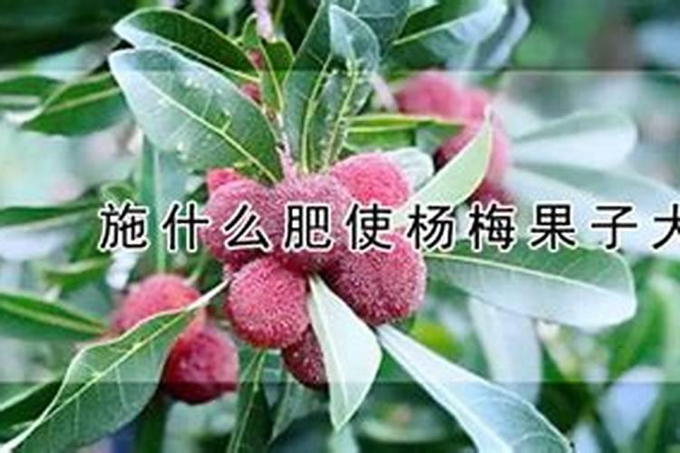 使杨梅果子大施什么肥