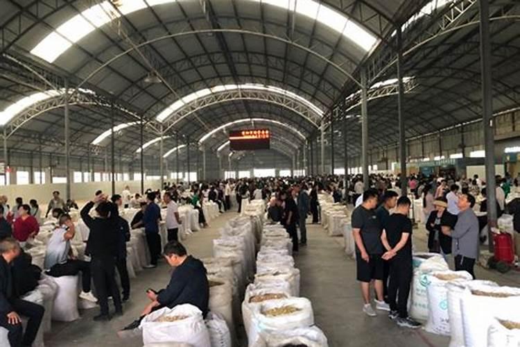 黄精哪里收购？