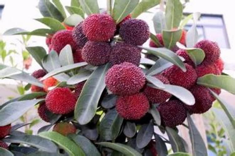 樱桃小番茄施肥要合理,樱桃小番茄怎么施肥？