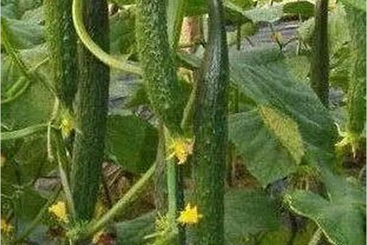 草莓要施什么肥啊
