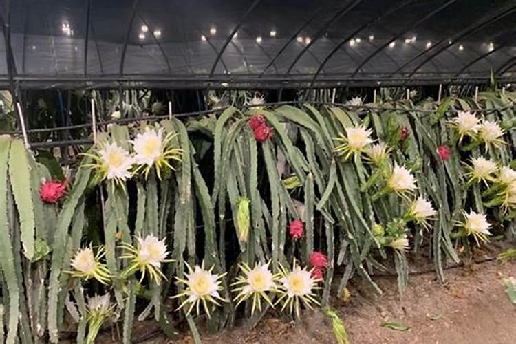 火龙果开花要施什么肥