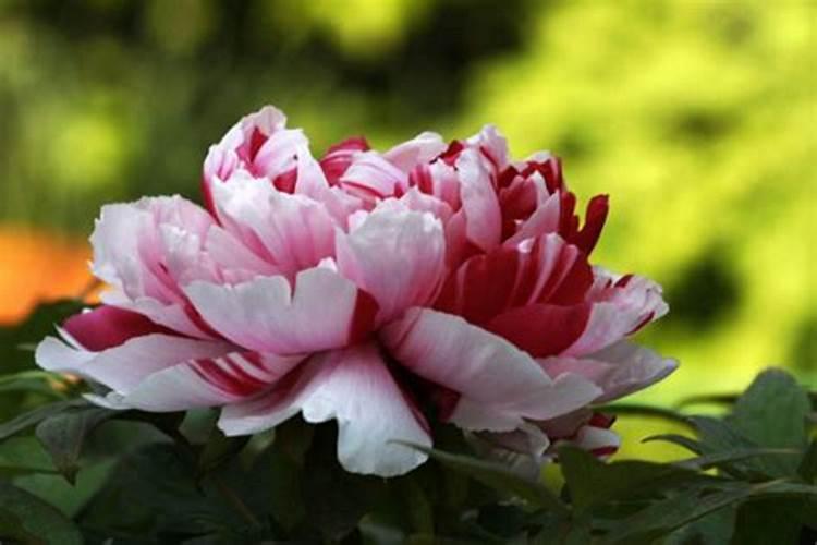 牡丹花没开花之前怎么施肥 牡丹施肥禁忌