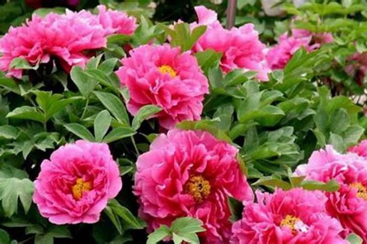 盆栽牡丹注意事项