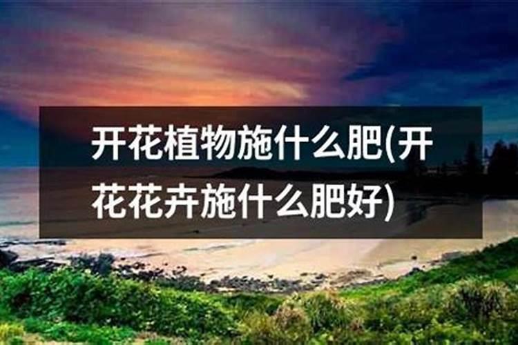 什么花肥开花最旺盛