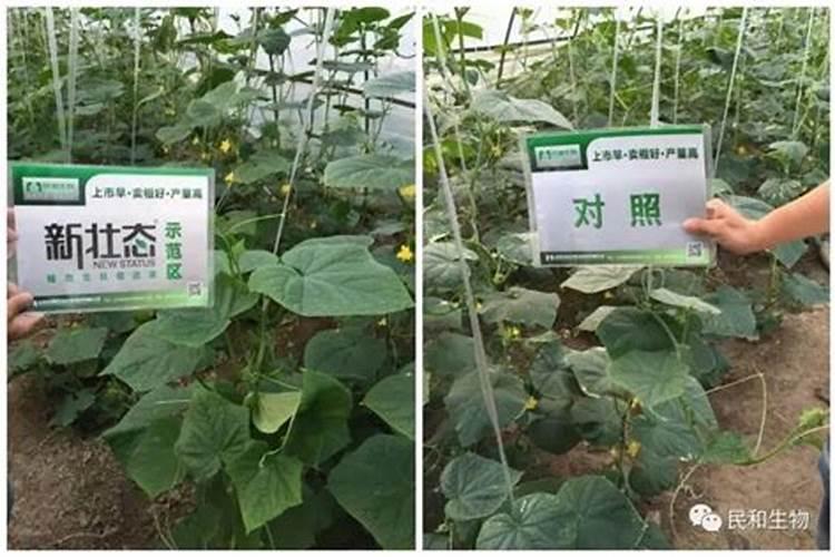 叶面肥哪种成分的好