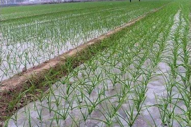 蒜苗黄尖黄叶怎么治 蒜苗黄叶干尖的原因及防治方法