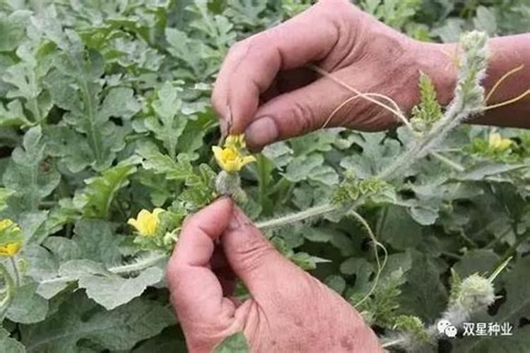 草莓膨果期用什么肥料好？