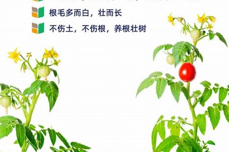 哪种钙肥见效快吸收好？
