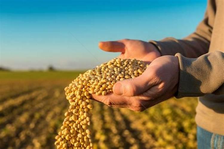 富贵竹水里面可以放硫酸亚铁吗 富贵竹水里面可不可以放硫酸亚铁