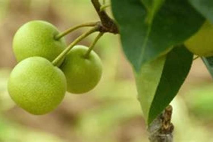 买回来的花卉几天可以喷叶面肥