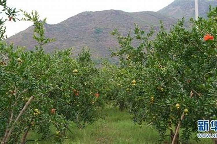 石榴树必须嫁接才能结石榴吗？