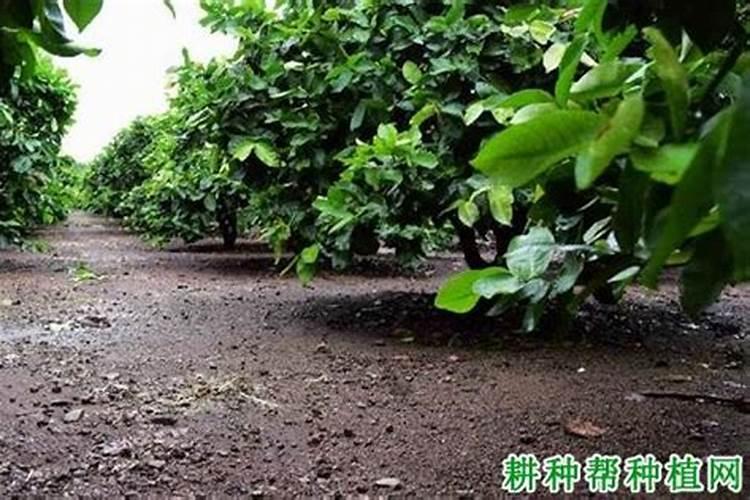 梨树缺乏钾营养有何表现？怎样矫正？