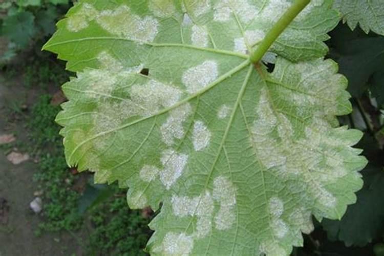 什么肥能促进茶叶树生长