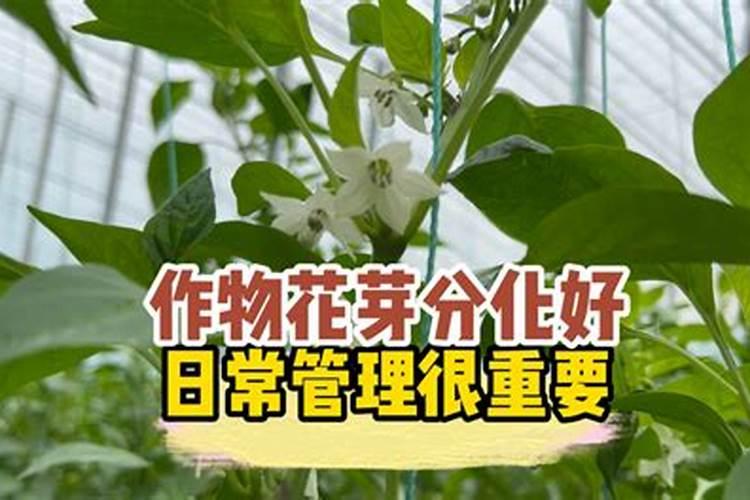 核心管理一手抓,果园春季花期必看!宝然生物