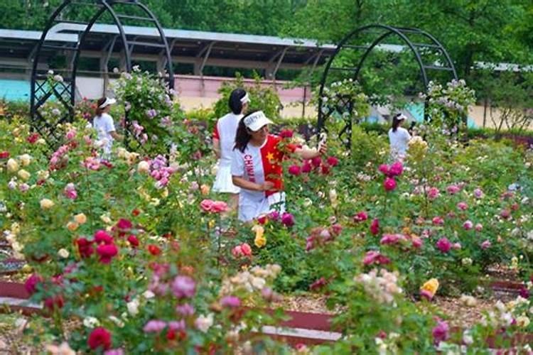 月季怎样喷施叶面肥？