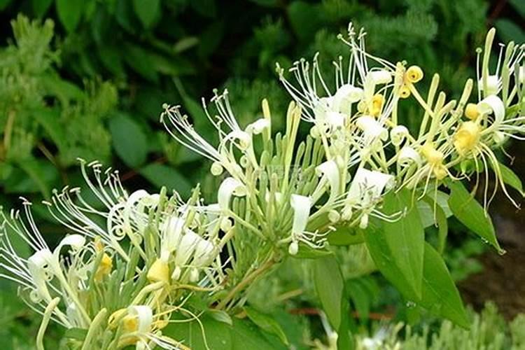 让树木快速生长的肥料 树木施肥方法