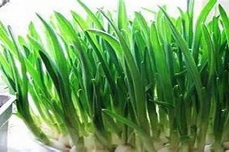 大蒜叶面肥喷什么肥最好