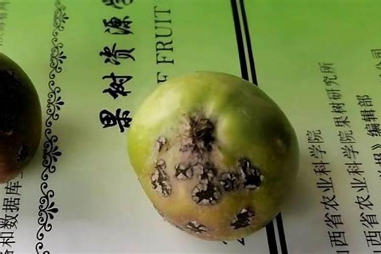 果树在果实膨大期施入钾肥过量有危害吗？