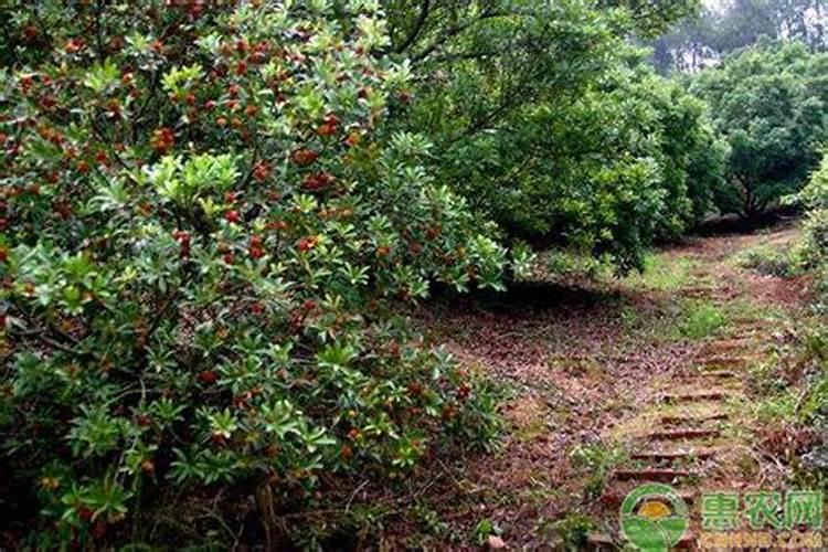 一亩地栽多少板栗树