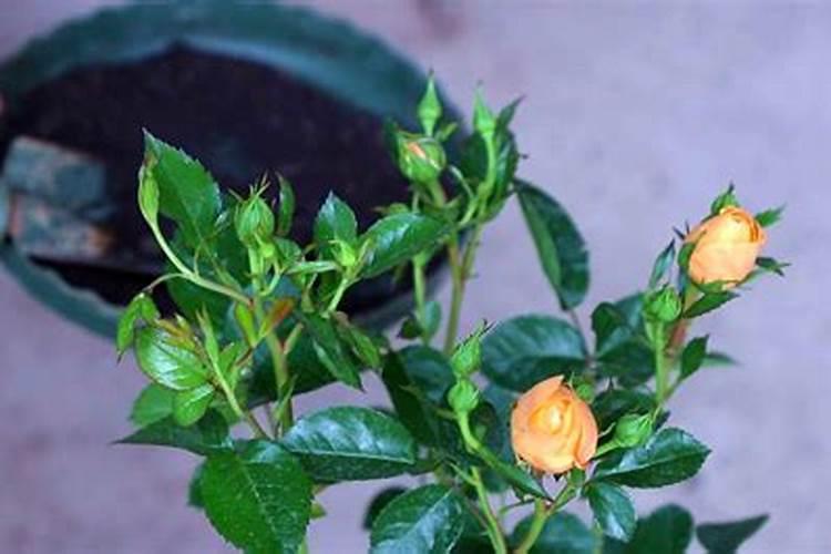 花生主要营养元素缺乏表现出什么症状？怎样补救？