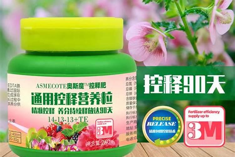 种植菠菜怎么施肥该施什么肥料