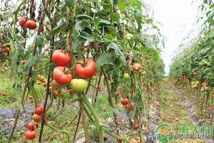 高钾水溶肥什么时候用,在地里几小时见效