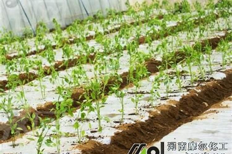 辣椒苗床期用什么肥料壮苗长得快