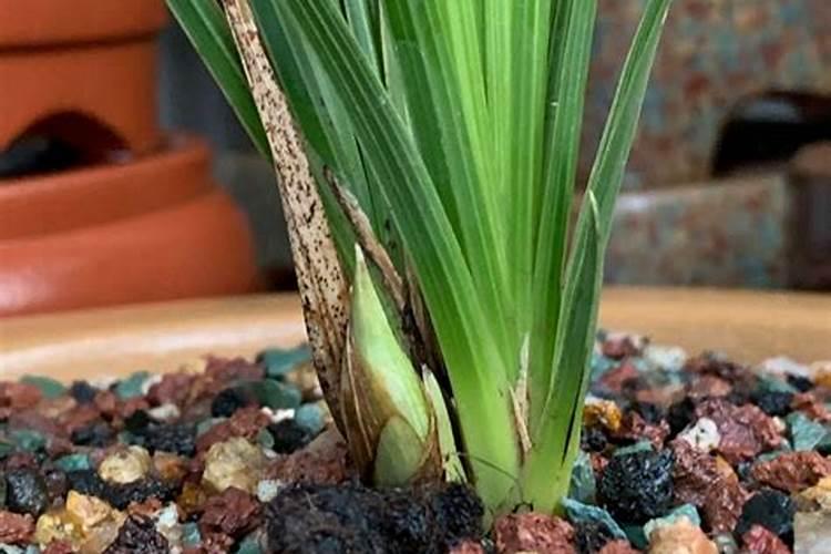 水培绿萝用什么肥料