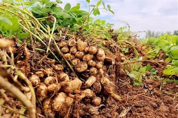 种花生用什么含量肥料最好高产(种植花生需要施什么肥料)