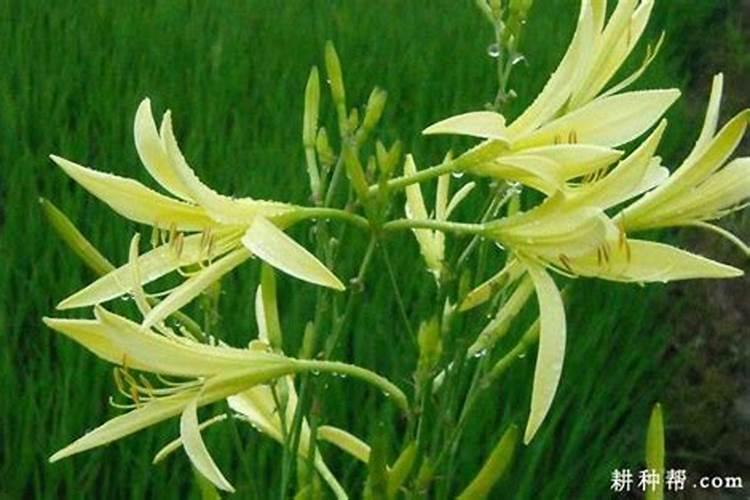 黄花菜栽培技术黄花菜什么时候种植