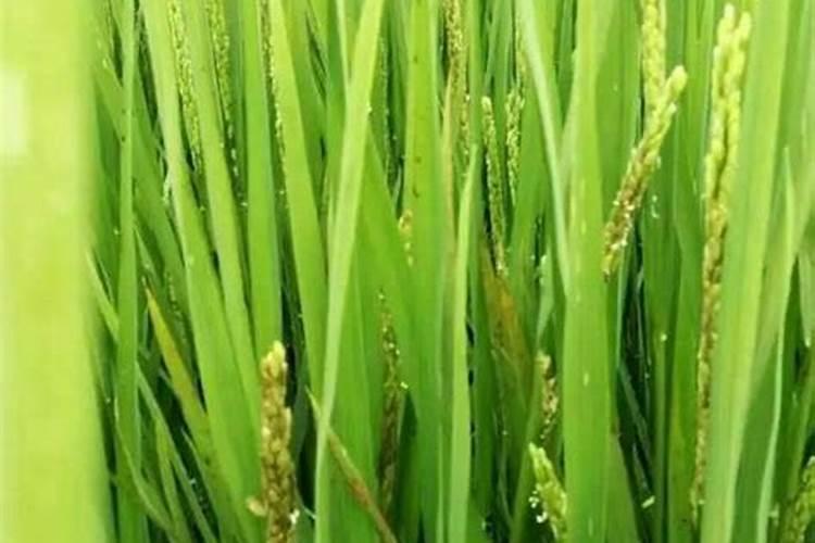 7一8月种什么大青豆