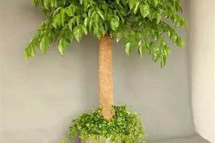 花卉叶面肥多久喷一次比较好 叶面肥打多了有害吗