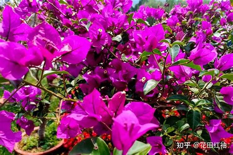 秋梢控旺用什么药