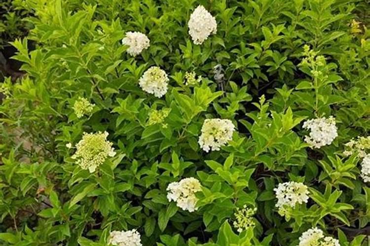 水养富贵竹用什么肥