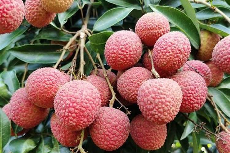 什么是食用竹炭粉