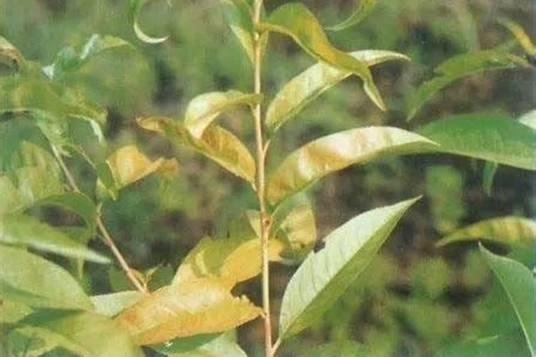 莴笋用什么肥料最好