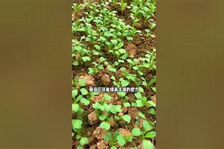 草木灰种菜的正确使用方法