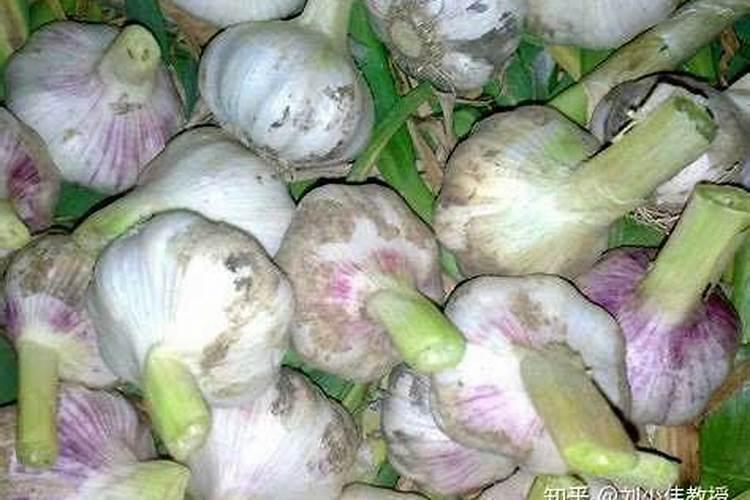 大蒜冲施肥用什么肥料好