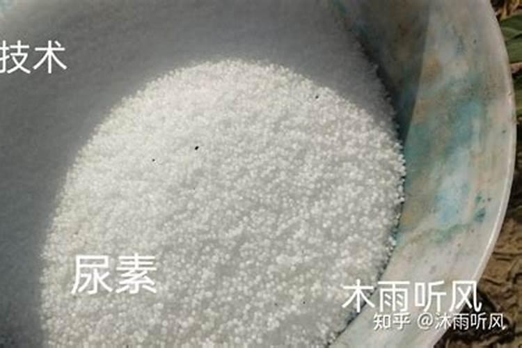 小花鸢尾兰好养吗(盆栽鸢尾的养殖方法讲解)