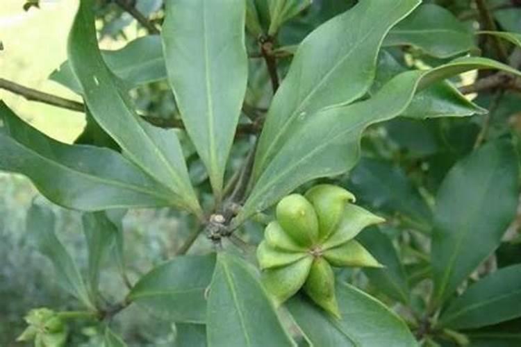 番茄全年营养管理,该如何施肥？