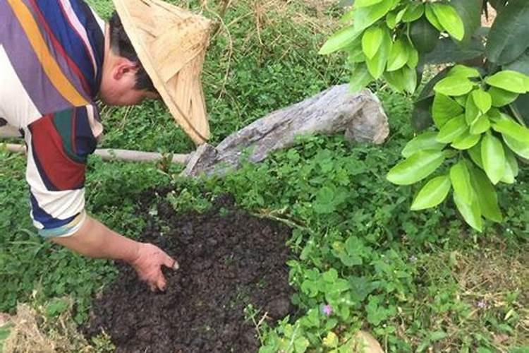 作物的根系不好怎么办,怎么能养根护根？