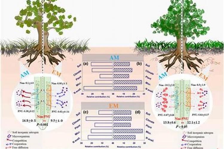 果树的根系是怎样吸收养分的？