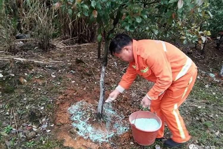 苹果树秋施其肥用不用钾肥？