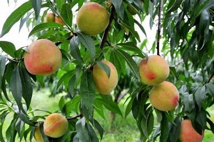 五指毛桃根价格多少钱一斤？