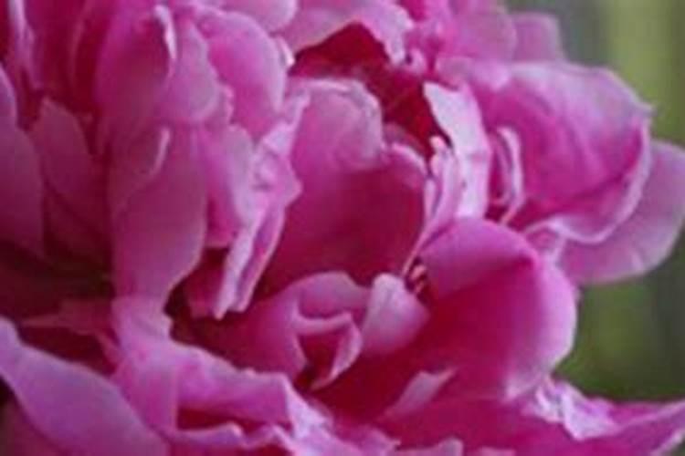 硫酸钾肥多少钱一袋100斤