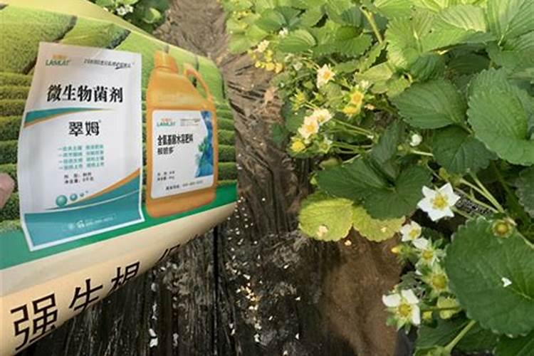 草莓用什么肥料好