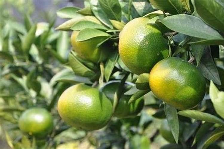 柑橘花期用什么农药