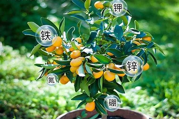 橘子花怎么养殖方法